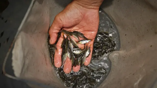 Ikan Dewa