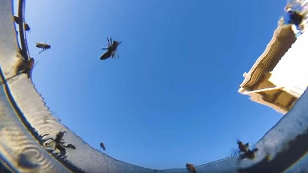 Rekamannya Mengejutkan