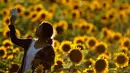 Seorang wanita mengambil foto dari ladang bunga matahari di Grinter Farms, dekat Lawrence, Kansas, 8 September 2018. Setiap tahunnya, keluarga Grinter menanami ribuan benih bunga matahari di lahan seluas 14 hektar tersebut. (AP Photo/Charlie Riedel)