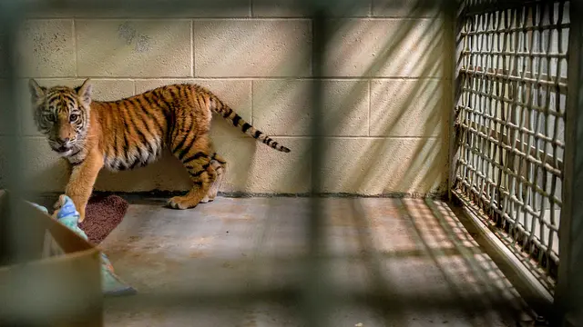 Anak Harimau di Dalam Ransel