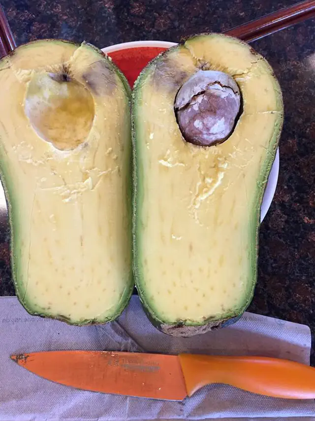 Alpukat Jumbo di Hawaii