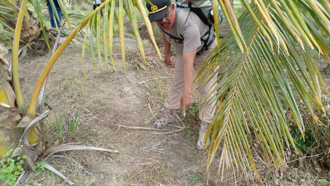 Warga Musi Banyuasin Sumsel menunjuk salah satu jejak kaki gajah Sumatra yang merusak lahan sawah padi milik warga (Dok. Humas Polsek Lalan / Nefri Inge)