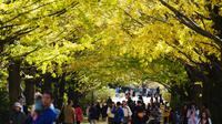 Para pengunjung berjalan di bawah pohon ginkgo selama musim gugur di Showa Memorial Park, Tokyo, Jepang (15/11). Pohon Ginkgo yang berasal dari Tiongkok ini dikenal sebagai pohon rambut gadis. (AP Photo / Eugene Hoshiko)