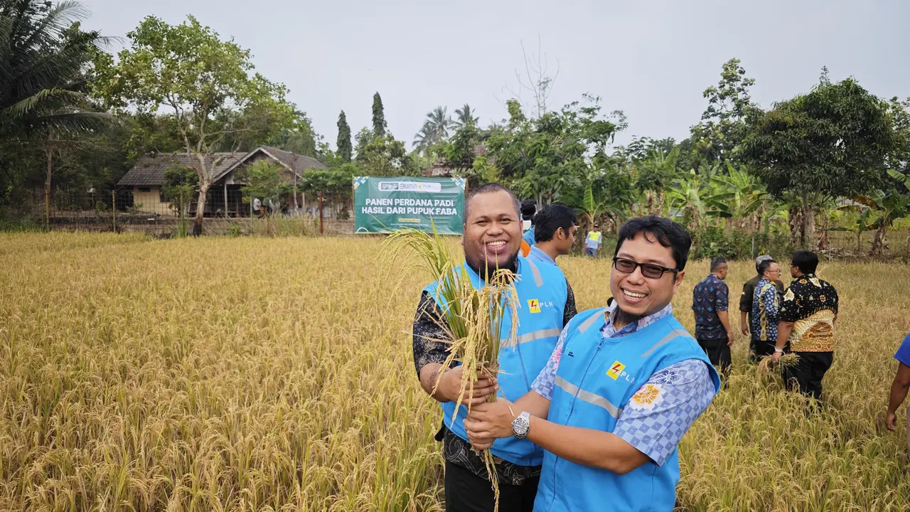 PT PLN Indonesia Power memanfaatkan abu limbah pembakaran batu bara dari PLTU atau untuk berhasil meningkatkan panen padi. (Dok PLN)