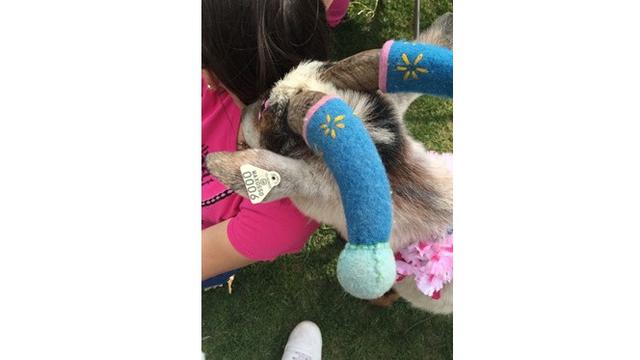 6 Potret Aksesoris Untuk Tanduk Kambing Ini Unik Banget