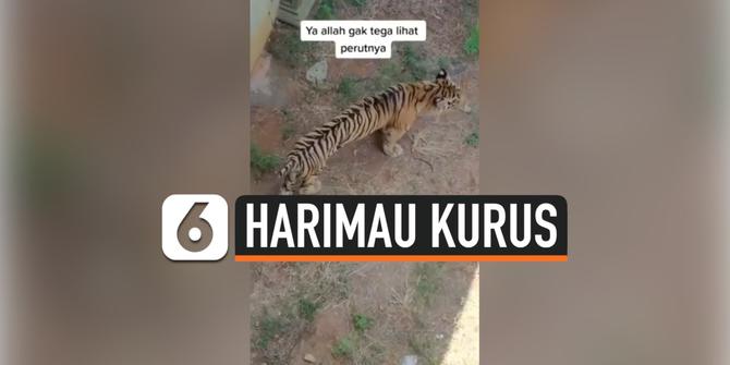 VIDEO: Harimau Kurus Kering di Kebun Binatang Lamongan