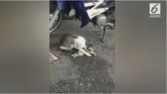 Seekor anak kucing mati setelah disiram air panas karena dianggap mengambil ikan di restoran.