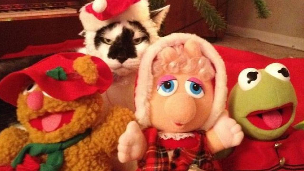 7 Potret Kocak Hewan Saat Natal, Heboh Banget