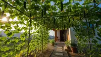 8 Desain Kebun Rumah dengan Lorong Tanaman Rambat ala Taman Eropa yang Memukau
