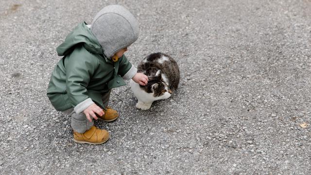 Cruelty towards Animals