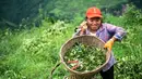 Seorang warga desa membawa merica Sichuan yang dipanen di Wilayah Tongzi, Provinsi Guizhou, China barat daya (22/7/2020). Industri merica Sichuan di Wilayah Tongzi telah menjadi industri penting yang membantu mengangkat masyarakat setempat keluar dari jurang kemiskinan. (Xinhua/Tao Liang)