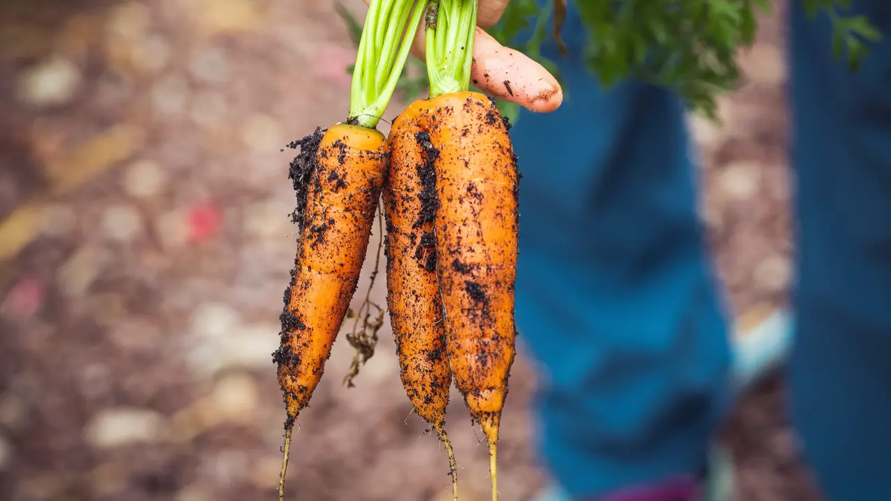 Ilustrasi sayur organik