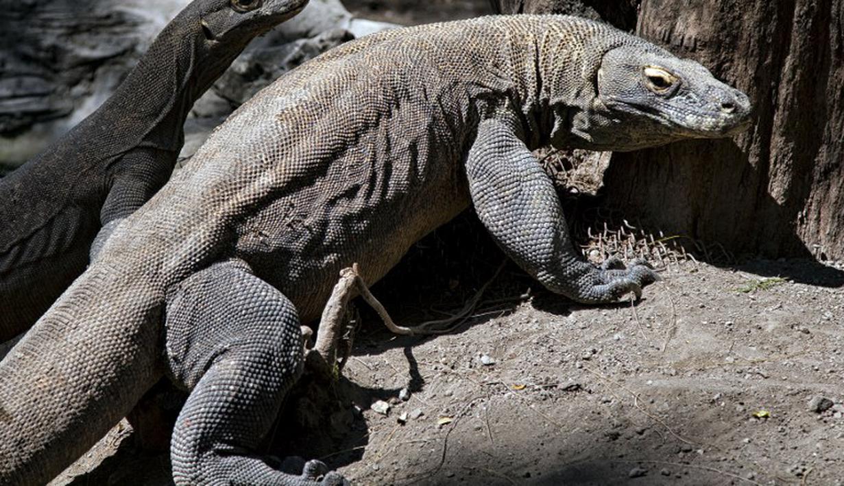 Komodo diperkirakan telah hidup sejak 40-25 juta tahun yang lalu.  Komodo dapat ditemukan di   Pulau Komodo dan pulau-pulau kecil di sekitarnya di Provinsi Nusa Tenggara Timur. (AFP Photo/   Juni Kriswanto)