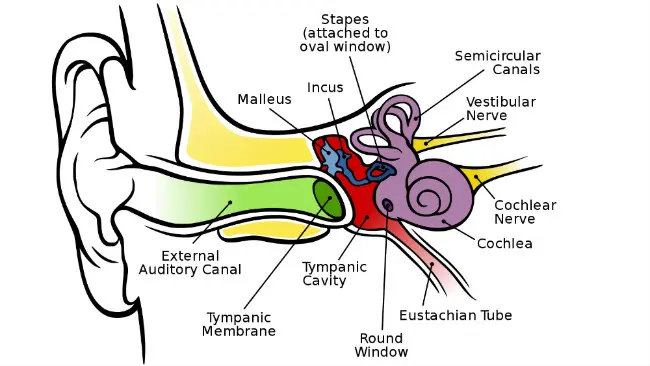 Sistem vestibular di bagian dalam telinga manusia dan penting untuk kesetimbangan. (Sumber Wikimedia Commons)