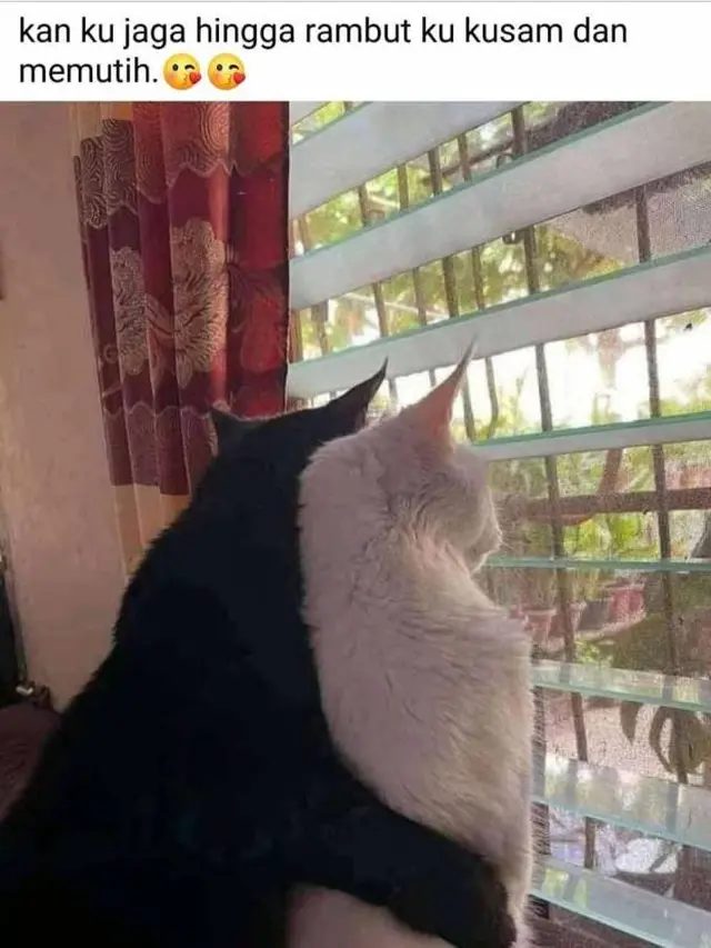 8 Potret Kocak Kucing Ketahuan Lagi Bermesraan Ini Bikin Geleng Kepala