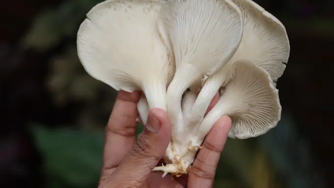 Tips Membuat Jamur Crispy yang Kriuk Renyahnya Tahan Lama, Anti Lembek!