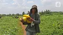 Petani membawa timun suri hasil panen di kawasan Rangkapan Jaya Baru, Pancoran Mas, Depok, Jawa Barat, Selasa (13/4/2021). Buah tersebut dijual dengan harga Rp 15.000 hingga Rp 20.000 tergantung ukuran. (Liputan6.com/Herman Zakharia)