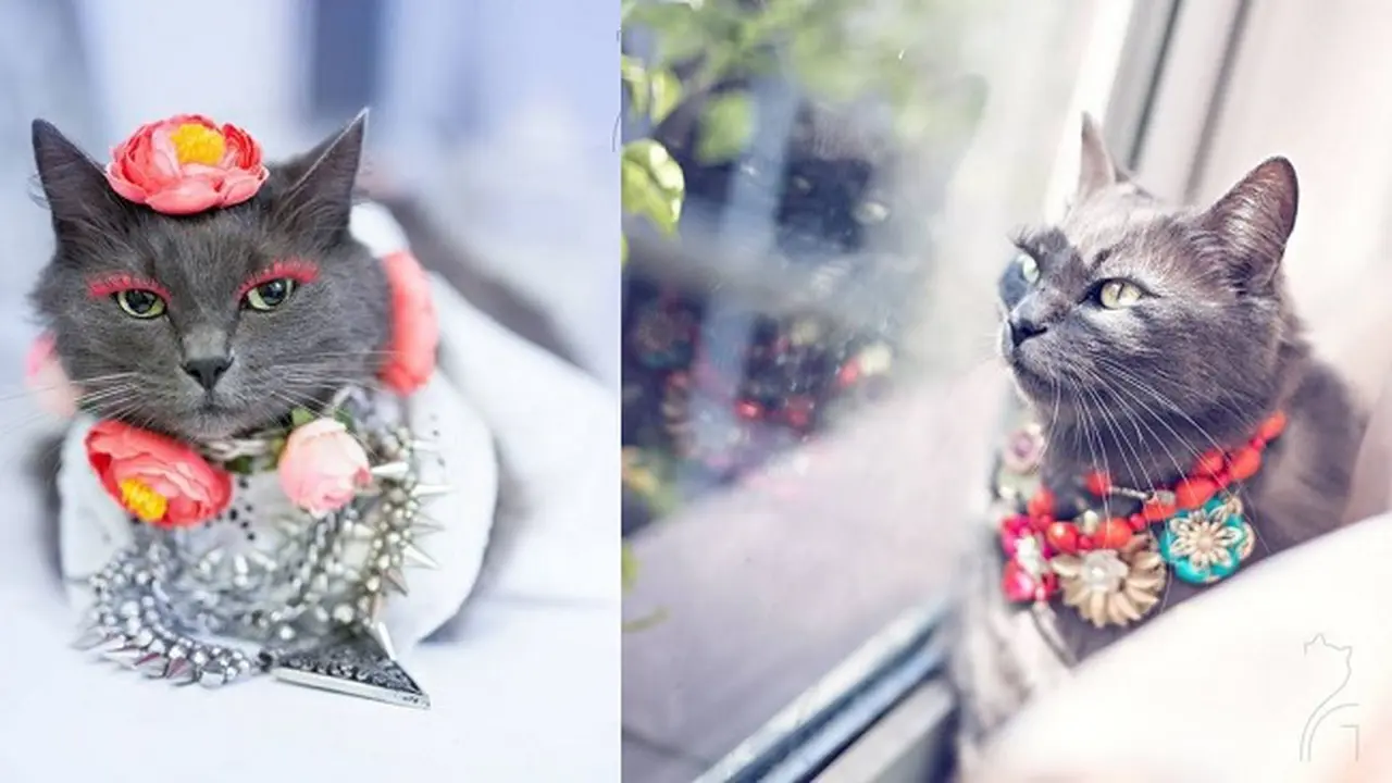Kucing Ini Berpose Layaknya Model Profesional