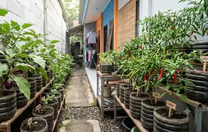 Cara Menggunakan Galon Mini 5 Liter untuk Kebun Terong dan Cabai, Solusi Berkebun Hemat Tempat