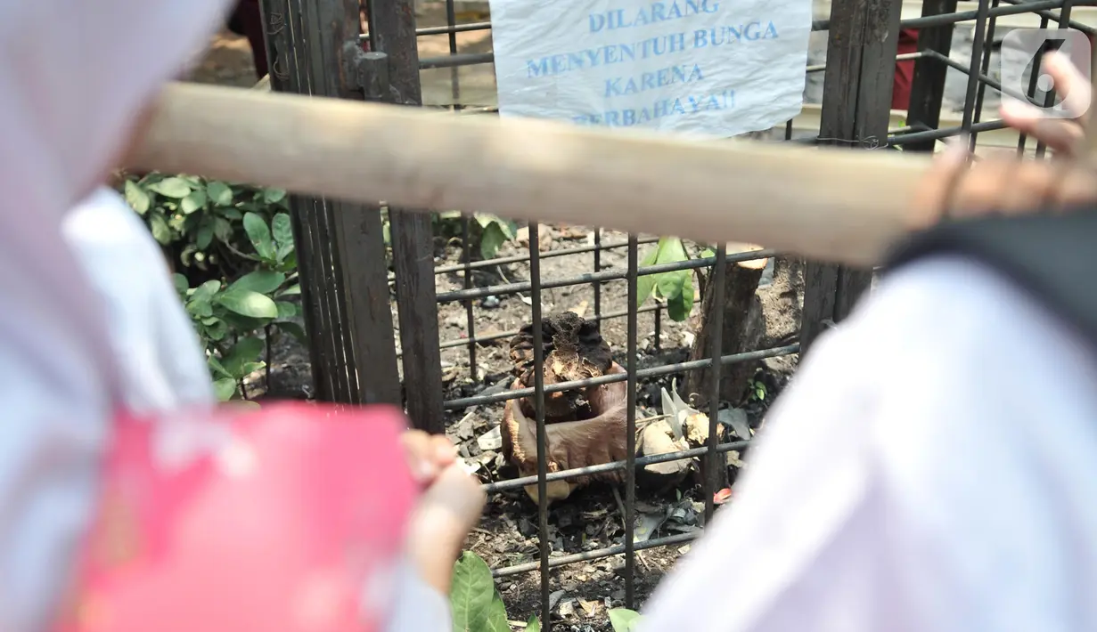 Bunga bangkai jenis Amorphophallus Paeoniifolius tumbuh di halaman SDN Kayuringin Jaya II, Bekasi, Jawa Barat, Selasa (8/10/2019). Bunga bangkai tersebut tumbuh dalam waktu empat tahun sekali dan dapat mengeluarkan bau tak sedap. (merdeka.com/Iqbal Nugroho)