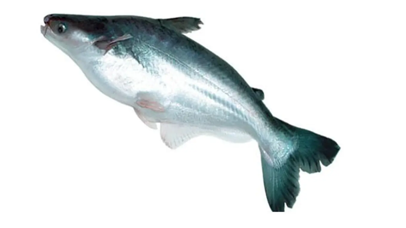 Ikan Kod: Bagian yang Bisa Dimakan