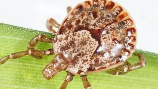 Kutu Penyebab Virus Oz