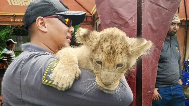 Anak singa Afrika yang disita Polda Riau dari jaringan perdagangan satwa dilindungi.