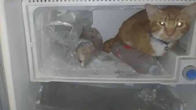 10 Momen Nyeleneh Kucing Masuk Kulkas, Ada yang Nyantai Hingga Cari Makanan