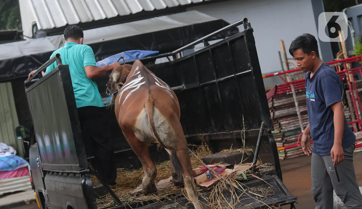 Pekerja menurunkan sapi kurban di studio 5 Indosiar, Daan Mogot, Jakarta, Rabu (6/7/2022). PT Surya Citra Media (SCM) menyerahkan sejumlah hewan kurban kepada masyarakat jelang Hari Raya Idul Adha ada 65 hewan kurban yang diserahkan SCM tahun ini. Sebanyak 65 hewan kurban ini terdiri dari 8 ekor sapi dan 57 ekor kambing. (Liputan6.com/Angga Yuniar)