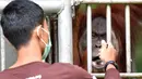 Penjaga hutan memberi makan orangutan bernama Elaine sebelum dilepasliarkan di Cagar Alam Hutan Pinus Jantho, Aceh Besar, Selasa (18/6/2019). Dua orangutan yang dilepasliarkan oleh BKSDA Aceh dalam kondisi sehat. (CHAIDEER MAHYUDDIN/AFP)