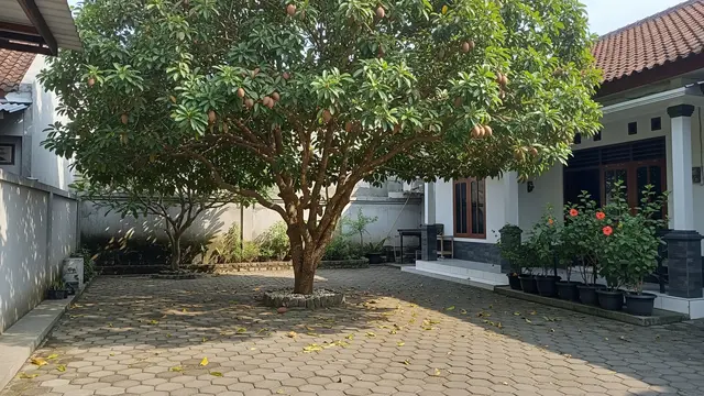 16 Pohon Buah yang Tidak Membuat Paving Cepat Rusak, Cocok Ditanam di Pekarangan