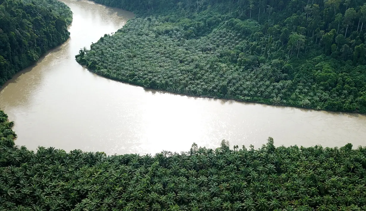 Perkebunan kelapa sawit ilegal di Taman Nasional Gunung Leuser, Aceh, Kamis (1/11). Pohon-pohon tersebut ditanam sejak tahun 2014 di kawasan hutan lindung. (JANUAR/AFP)