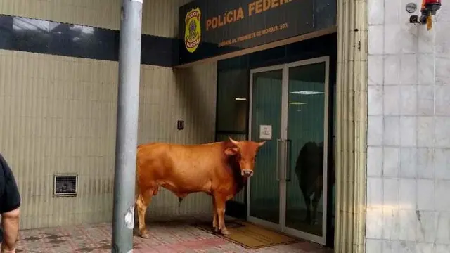8 Foto Keunikan Ini Hanya Ada di Brasil, Bikin Geleng Kepala