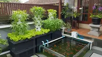 7 Ide Kolam Ikan dengan Kebun Sayur Mini, Panen Ganda di Halaman Rumah