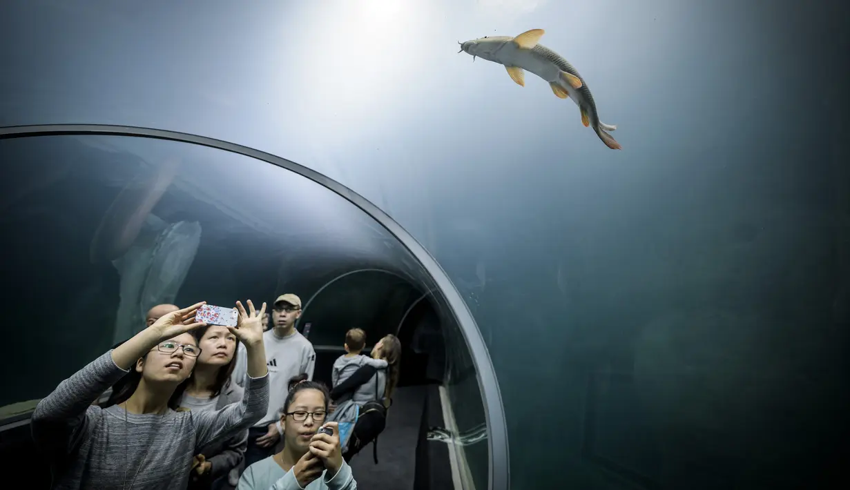 Pengunjung berada didalam terowongan kaca menonton ikan saat pembukaan akuarium terbesar di Eropa, Lausanne, Swiss (21/10). (AFP Photo/Fabrice Coffrini)
