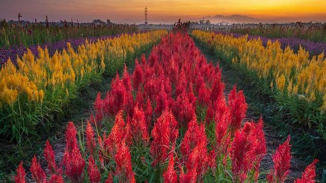 Asyiknya Liburan Di Rainbow Garden Kebun Bunga Yang Berada Di Tengah Sawah Regional Liputan6 Com