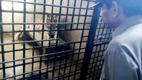 Lusi Si Bayi Harimau Benggala Bikin Penasaran Warga Banjarnegara