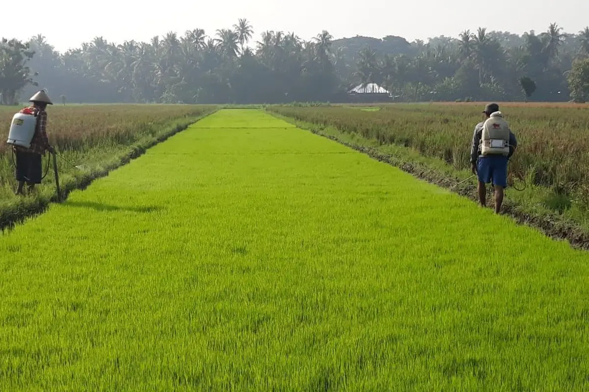 Pelaksanaan program Kementerian Pertanian (Kementan) yaitu Pengembangan Benih Padi Berbasis Korporasi Petani. (Dok Kementan)