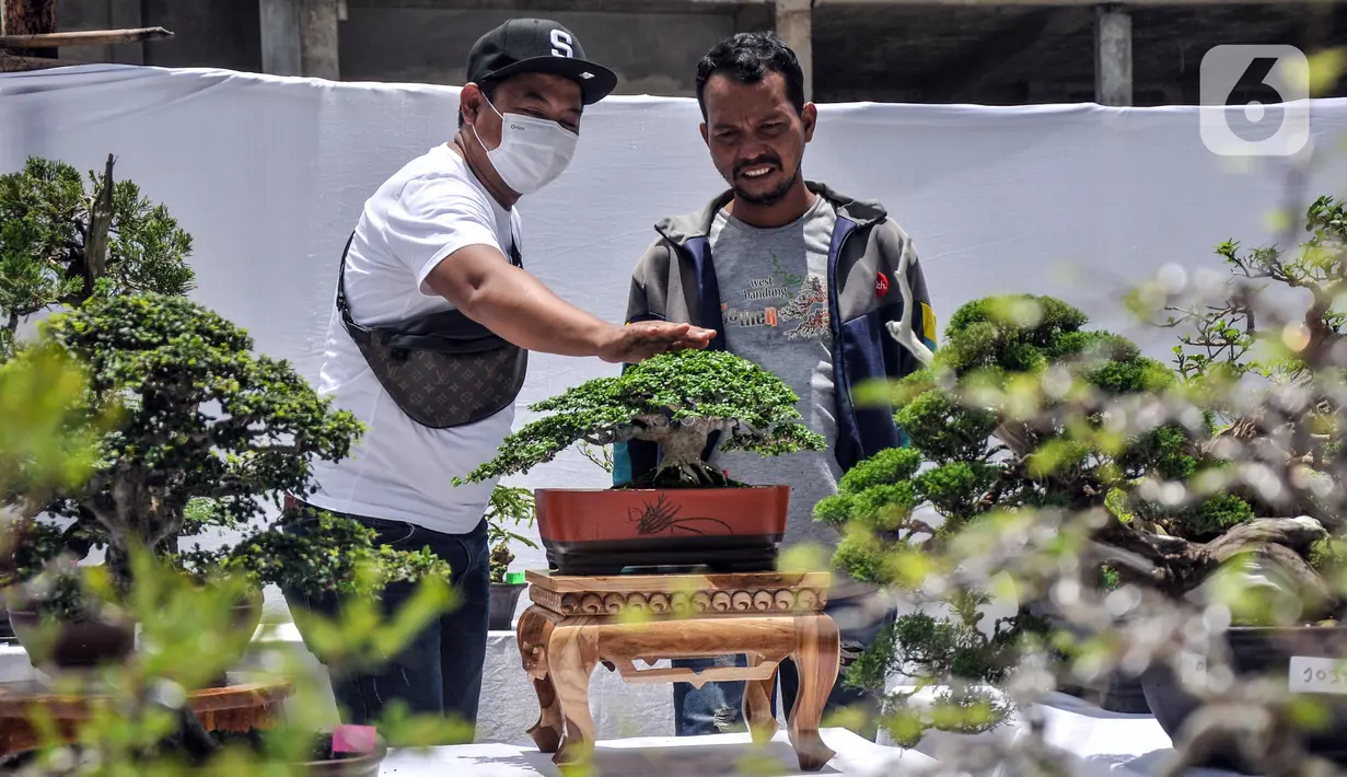 Pengunjung melihat koleksi pohon bonsai yang dipamerkan dalam acara Jengbreng BSC di kawasan Sawangan, Depok, Jawa Barat, Minggu (6/3/2022). Pameran tersebut menampilkan berbagai jenis pohon bonsai dengan harga Rp 500 ribu hingga Rp 10 juta. (merdeka.com/Iqbal S. Nugroho)