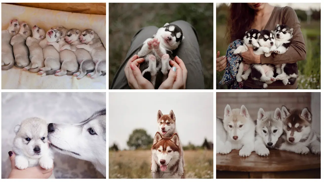 Bayi Anjing Siberian Husky yang Menggemaskan