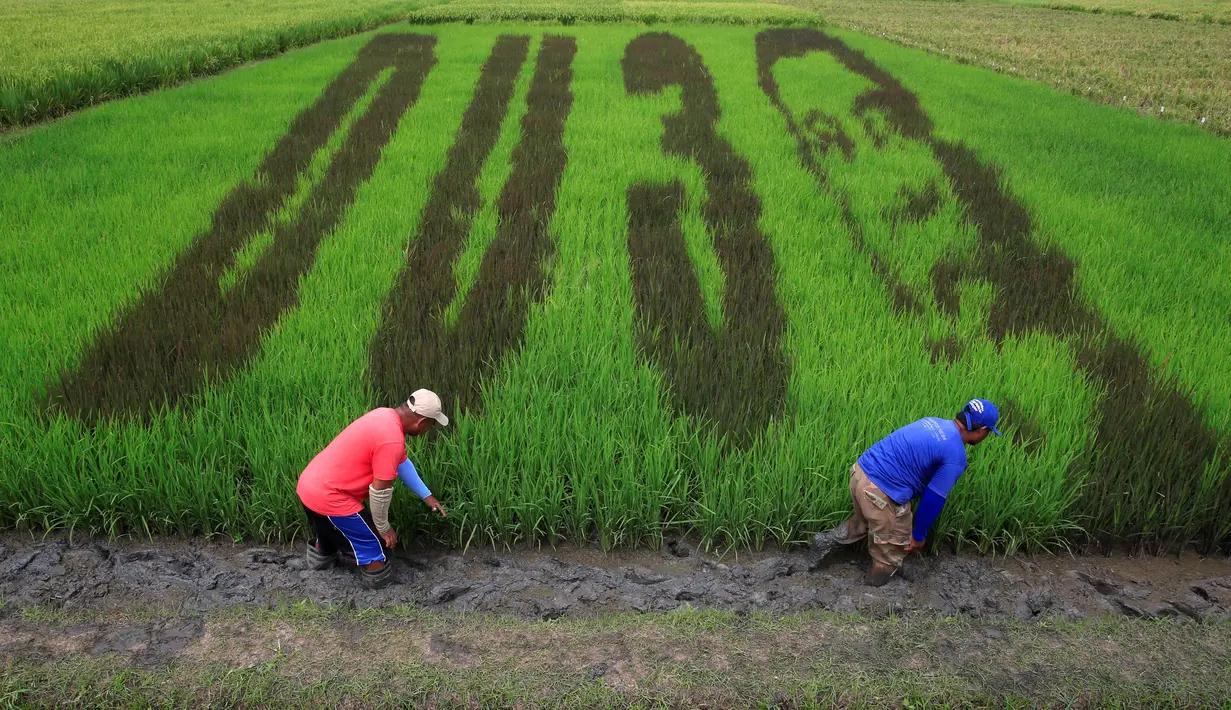 Petani menyelesaikan karya seni bergambar wajah Presiden Filipina Rodrigo Duterte dengan huruf D U dan nomor 3, sebuah permainan kata dari nama Presiden "DU30", di areal persawahan Kota Los Banos, Manila Selatan, Kamis (6/10). (REUTERS/Romeo Ranoco)