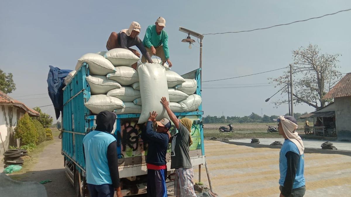 Geger Beras Oplosan, di Cirebon Pengusaha Penggilingan Padi Malah Menjerit