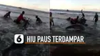 Beredar video seekor hiu paus terdampar di Pantai Bayem, Tulungagung, Jawa Timur.