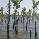 Penanaman 1.000 Mangrove untuk Cegah Abrasi di Pesisir Semarang