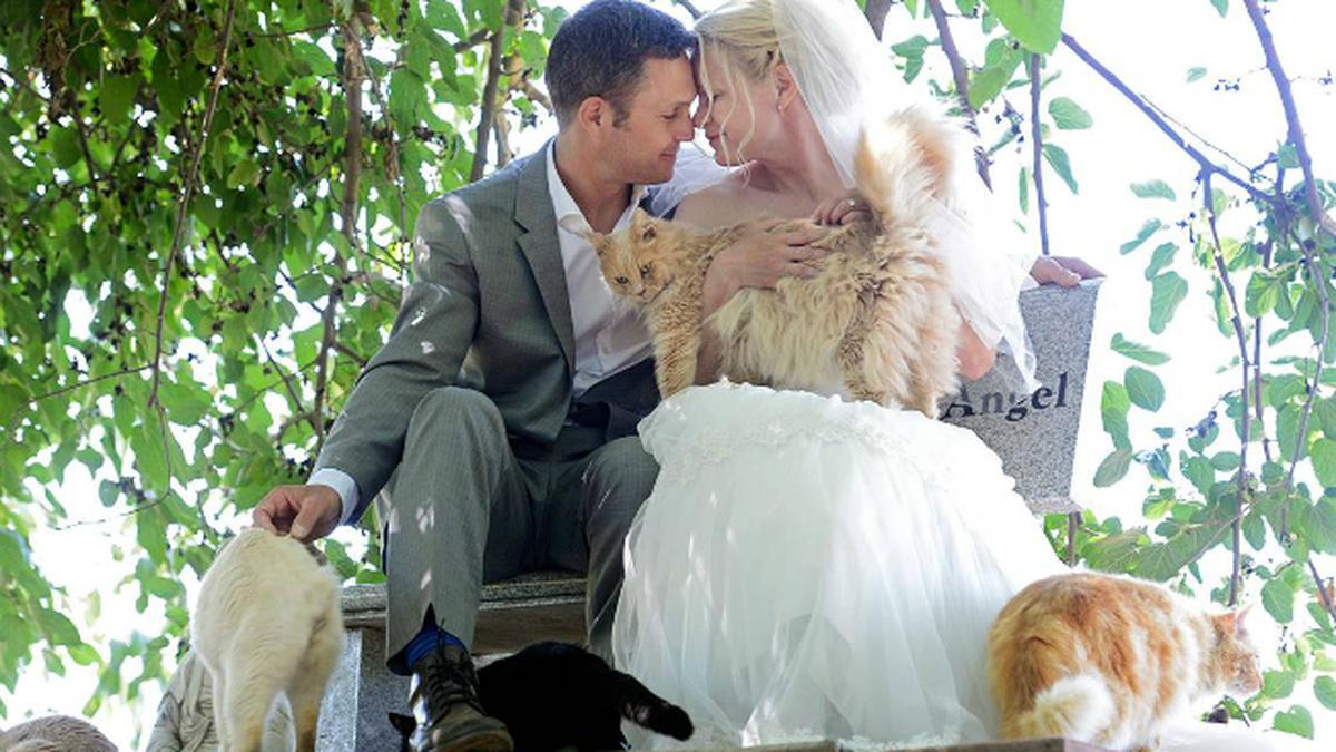 Demi Cinta, Pasangan Ini Menikah Dikelilingi Ribuan Kucing