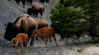 Demi selfie bersama bison, banyak pengunjung yang tidak mematuhi aturan. Tragedi diserang bison biasa terjadi. 