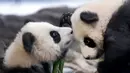 Panda kembar Meng Yuan dan Meng Xiang bermain dalam kandang mereka di Berlin Zoo, Berlin, Jerman, Rabu (29/1/2020). Panda kembar yang dijuluki Pit dan Paule oleh pengasuhnya ini adalah panda pertama yang lahir di Jerman. (AP Photo/Michael Sohn)
