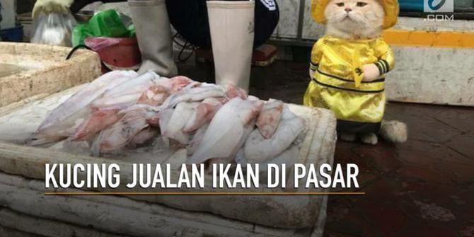 VIDEO: Aksi Kucing Jualan di Pasar, Lucu Banget!