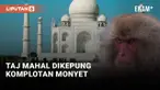 Taj Mahal Diserang Kelompok Monyet