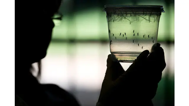 Selama ini berbagai literatur menyebutkan virus Zika ditularkan lewat nyamuk. Namun, Departemen Kesehatan di Dallas, Amerika Serikat melaporkan adanya penularan virus Zika lewat hubungan seksual.
